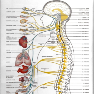 Principled Living Tonal Chiropractic | Don’t Ignore These Warning Signs: Your Body Needs Tonal Chiropractic Care Principled Living Tonal Chiropractic | Don’t Ignore These Warning Signs: Your Body Needs Tonal Chiropractic Care